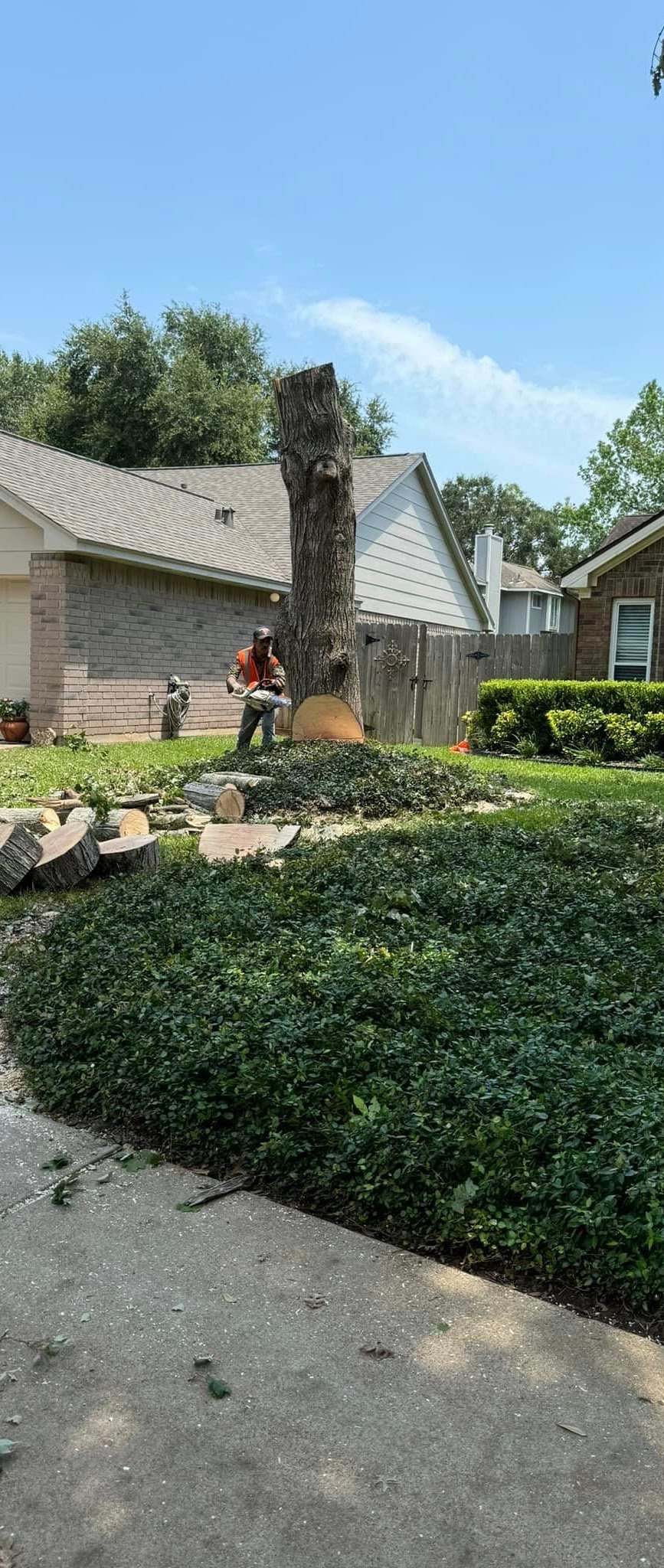 Tree Service West Palm Beach