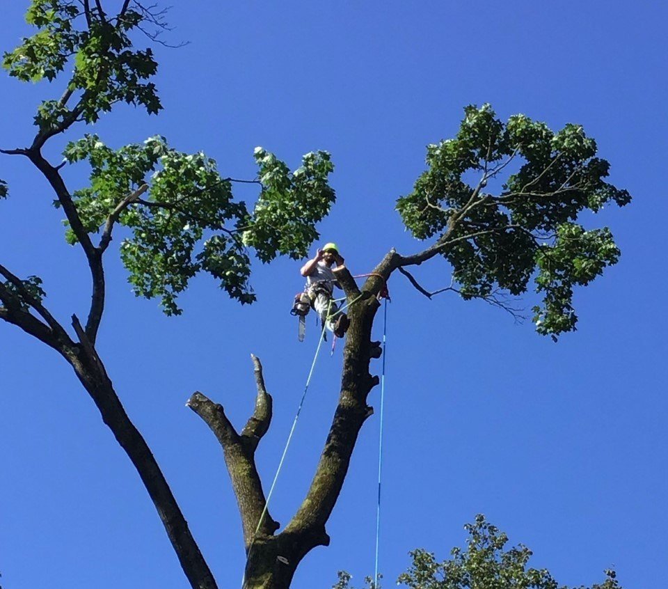 Tree Masters of Palm Beach